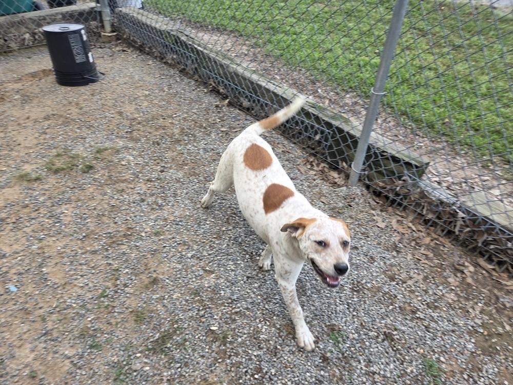 Amy, a Adoptable mixed breed in Boston, MA image 4/5