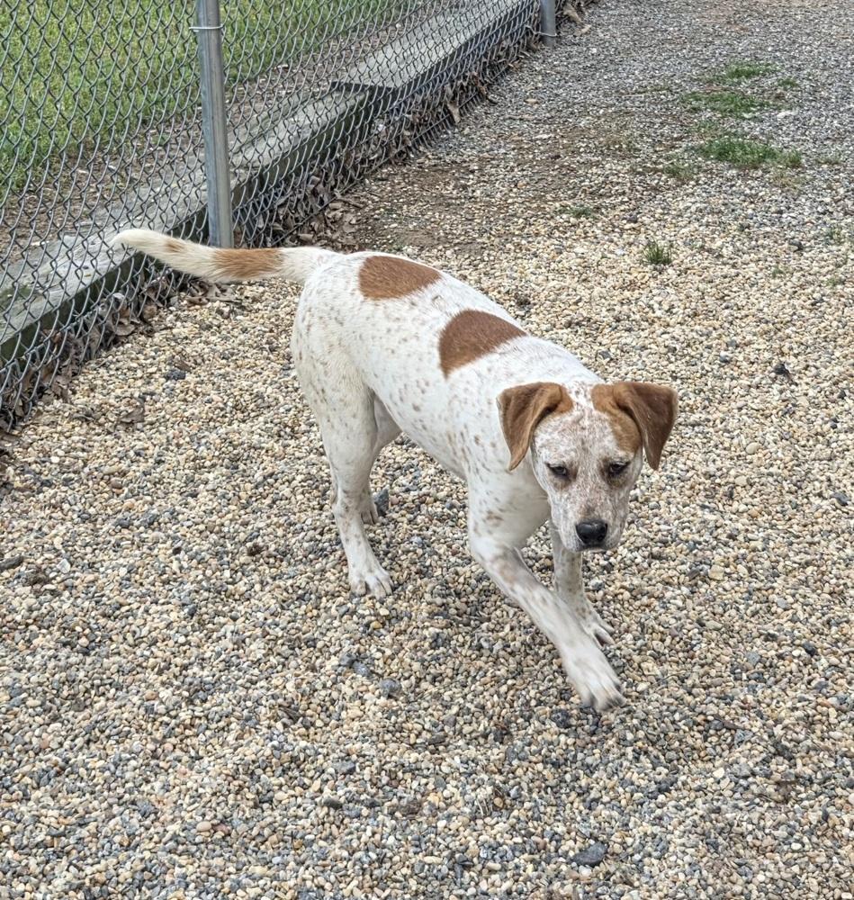 Amy, a Adoptable mixed breed in Boston, MA image 5/5