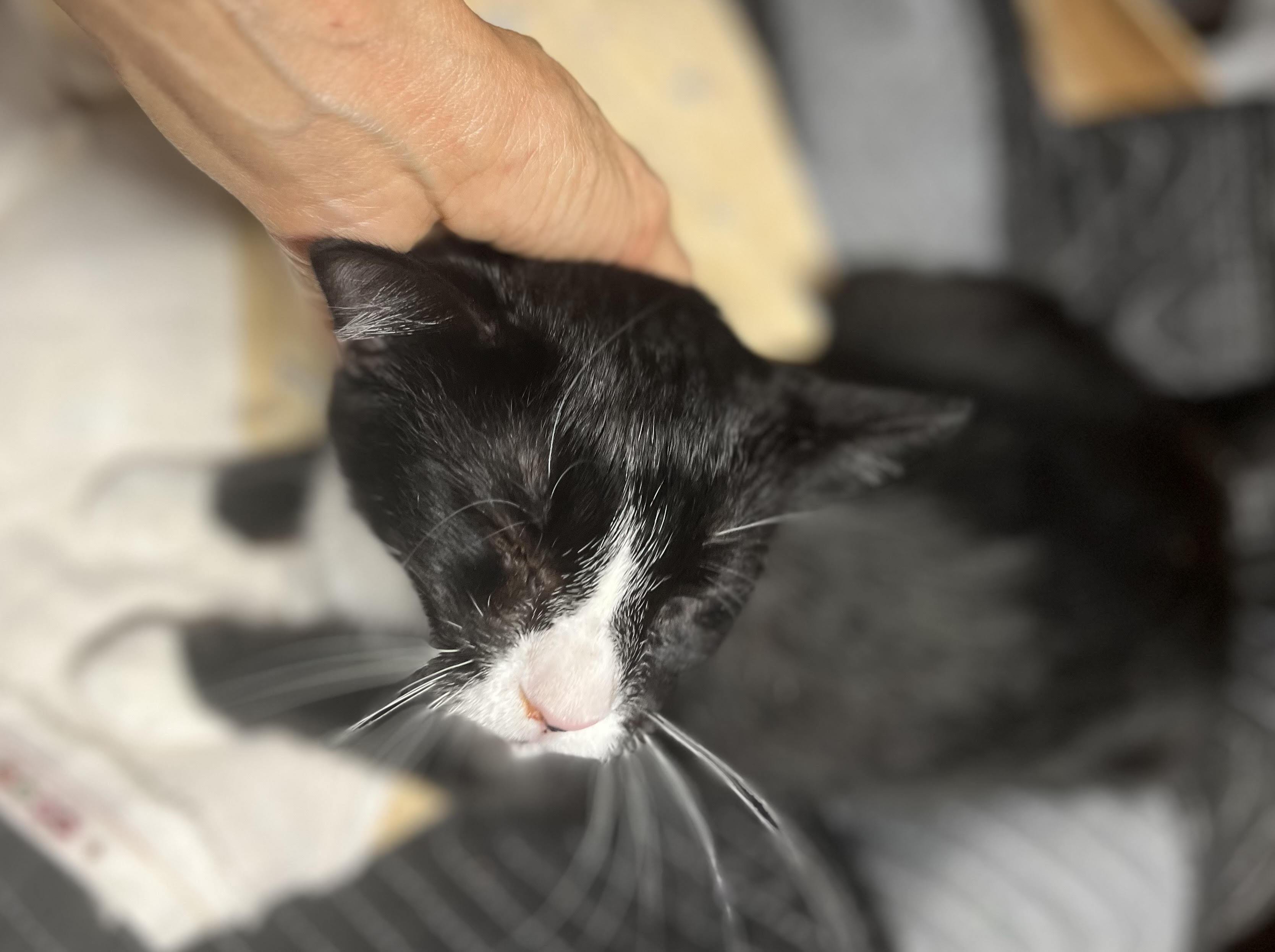 Enlarge Honda , a Adoptable Tuxedo in Tustin, CA image 4/5