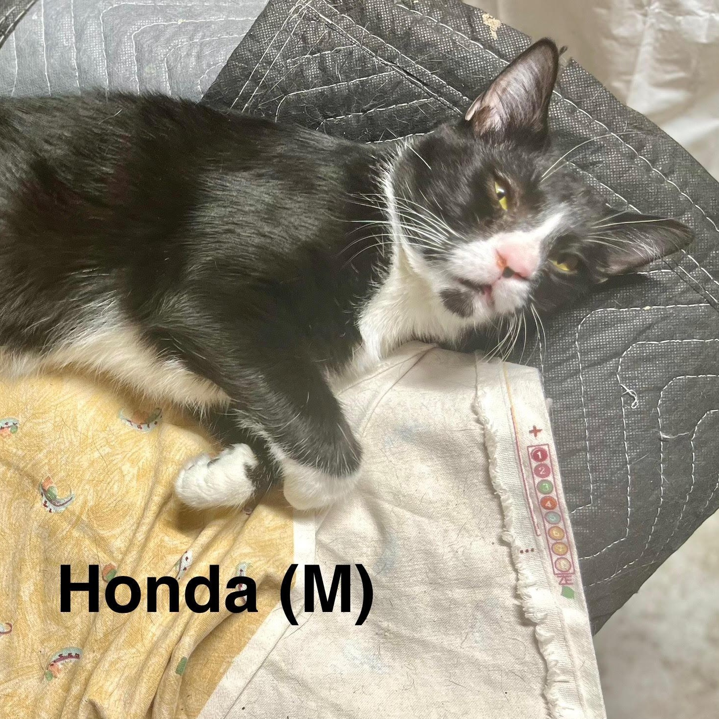 Enlarge Honda , a Adoptable Tuxedo in Tustin, CA image 3/5