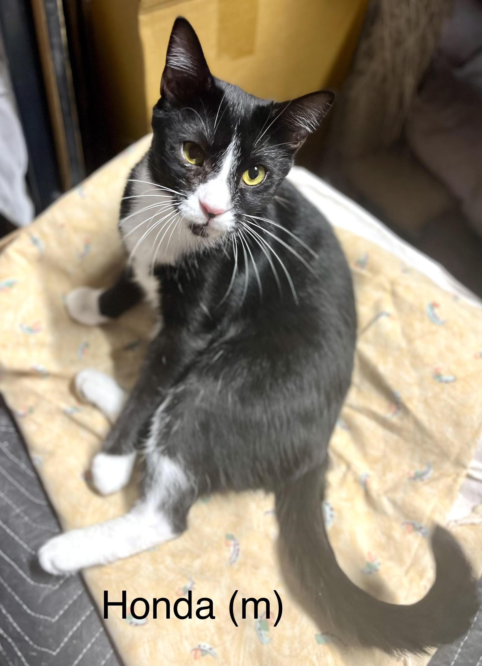 Honda , Adoptable, Adult Male Tuxedo.