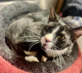 Enlarge Honda , a Adoptable Tuxedo in Tustin, CA image 2/5
