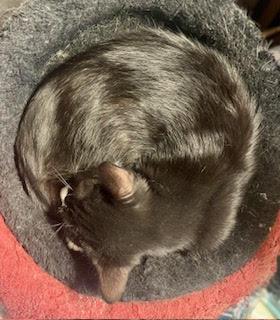 Enlarge Honda , a Adoptable Tuxedo in Tustin, CA image 5/5