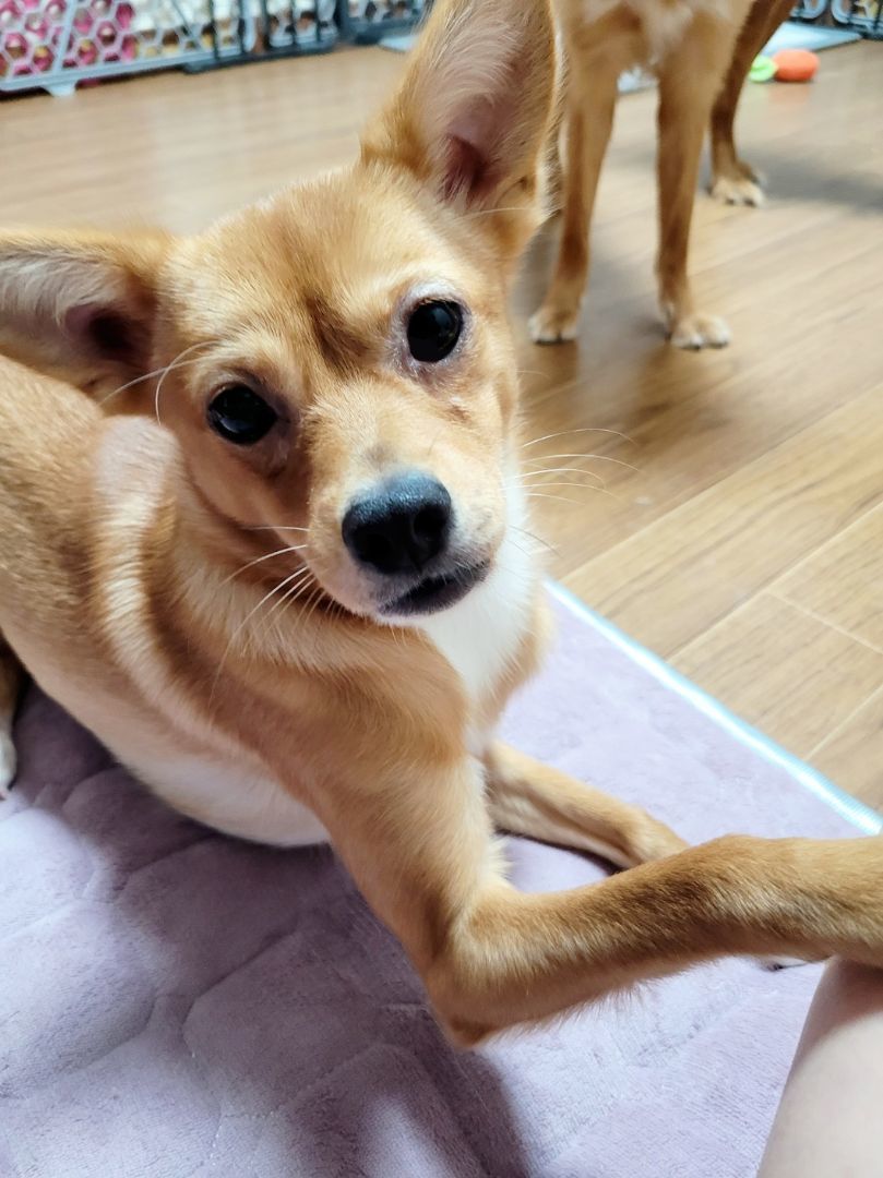 Enlarge SOBORO', a Adoptable mixed breed in Springfield, VA image 2/6