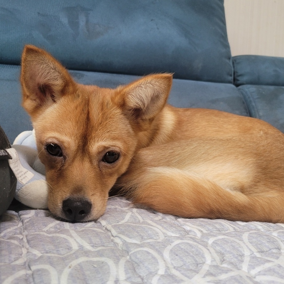 Enlarge SOBORO', a Adoptable mixed breed in Springfield, VA image 4/6