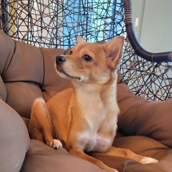 Enlarge SOBORO', a Adoptable mixed breed in Springfield, VA image 5/6