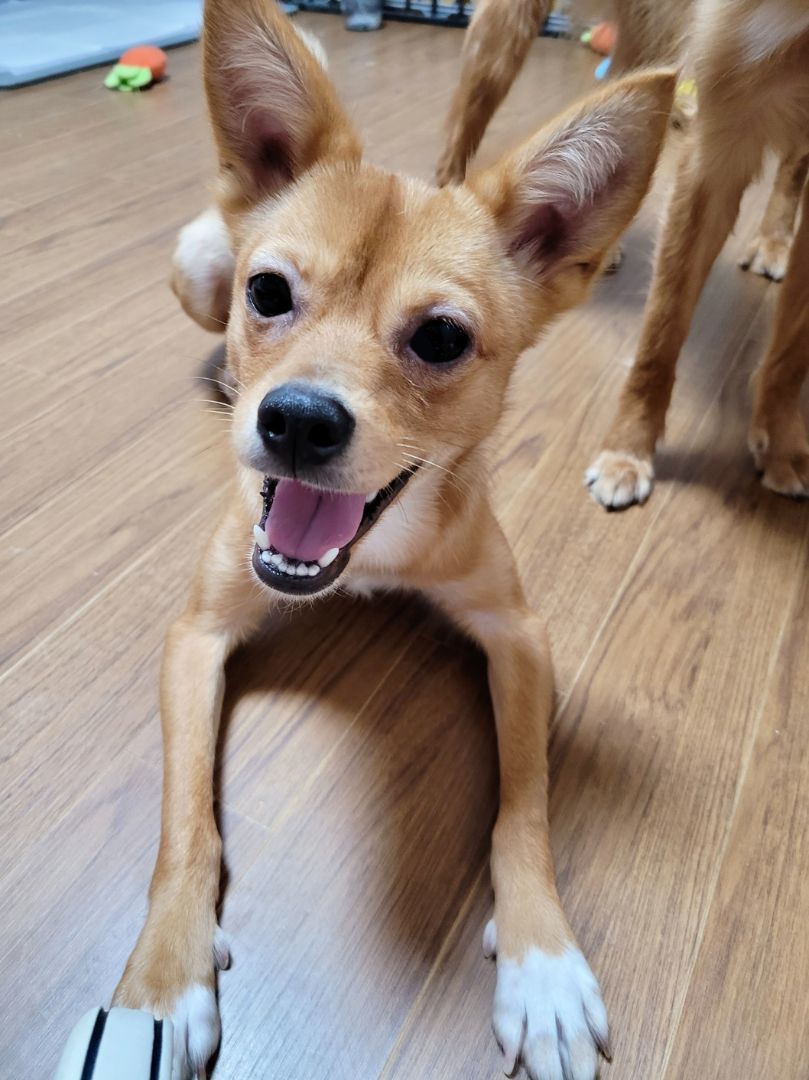 Enlarge SOBORO', a Adoptable mixed breed in Springfield, VA image 1/6