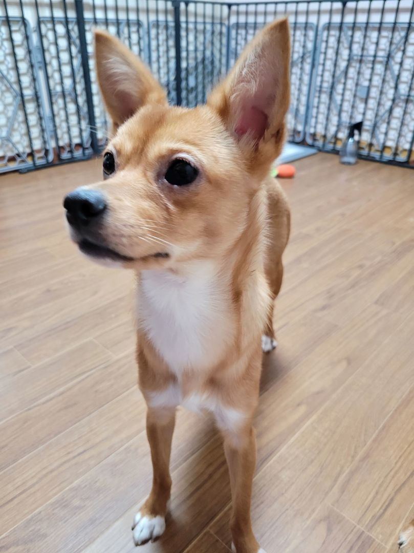 Enlarge SOBORO', a Adoptable mixed breed in Springfield, VA image 6/6