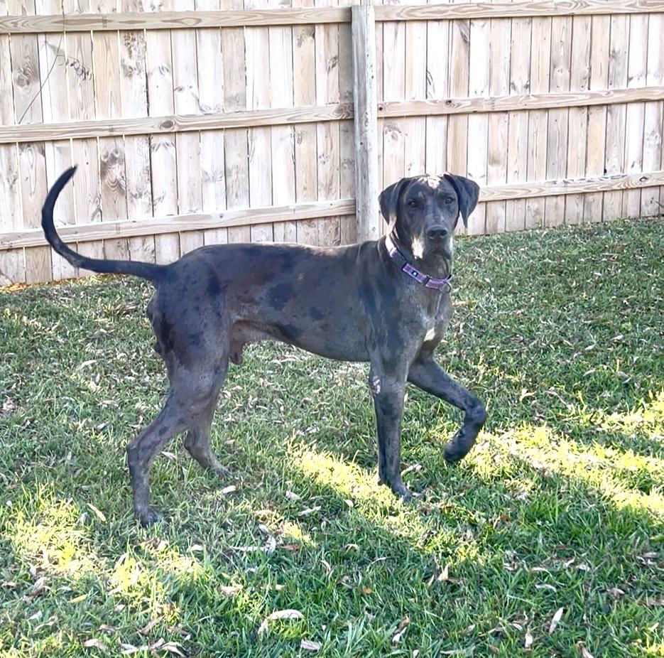 Boombastic, Adoptable, Adult Male Great Dane.