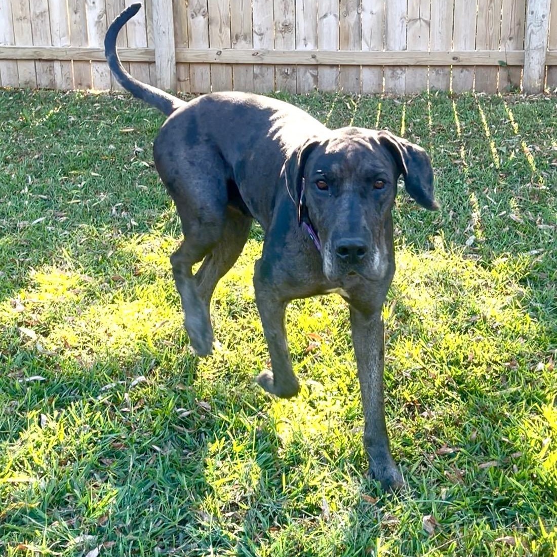 Enlarge Boombastic, a Adoptable Great Dane in Swan, IA image 3/5