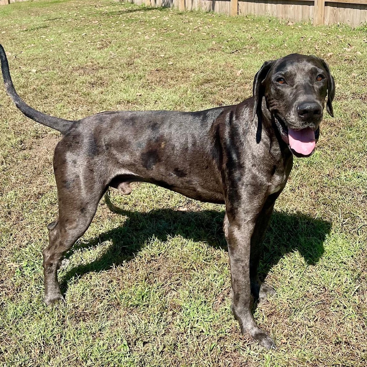 Boombastic, Adoptable, Adult Male Great Dane.