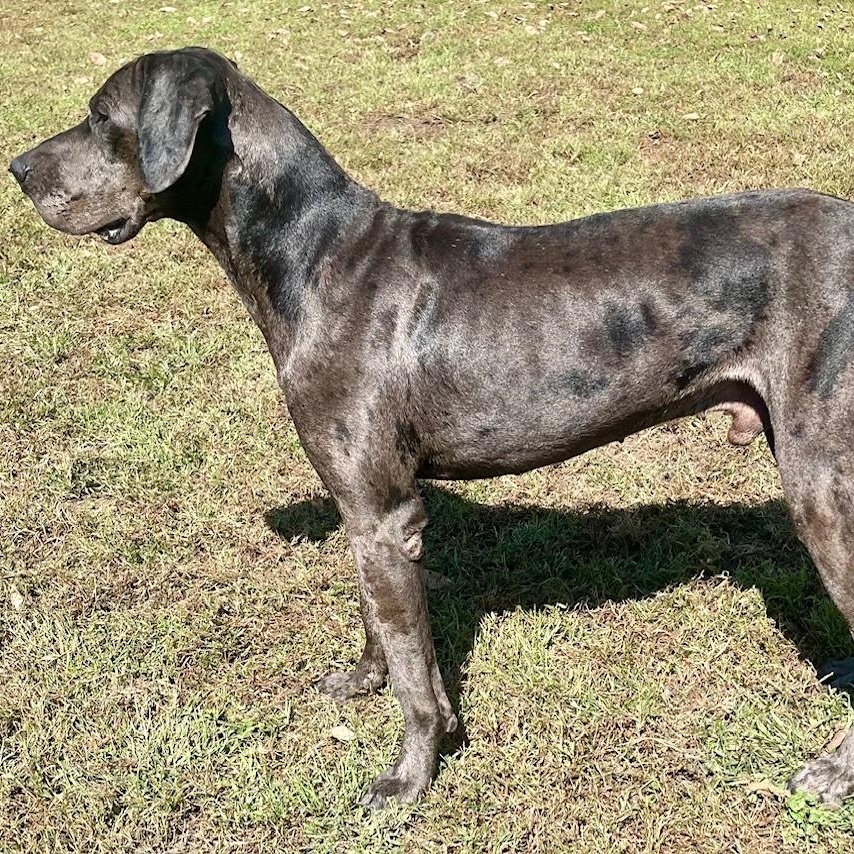 Enlarge Boombastic, a Adoptable Great Dane in Swan, IA image 4/5