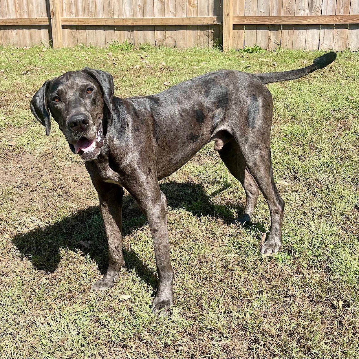 Enlarge Boombastic, a Adoptable Great Dane in Swan, IA image 5/5