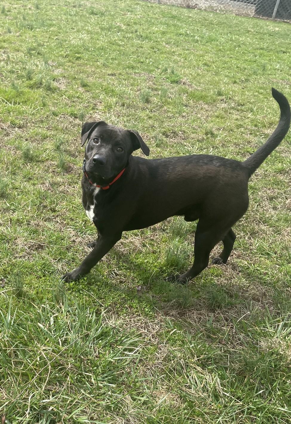 Enlarge Bruno, a ADOPTABLE mixed breed in Point Pleasant, WV image 2/3