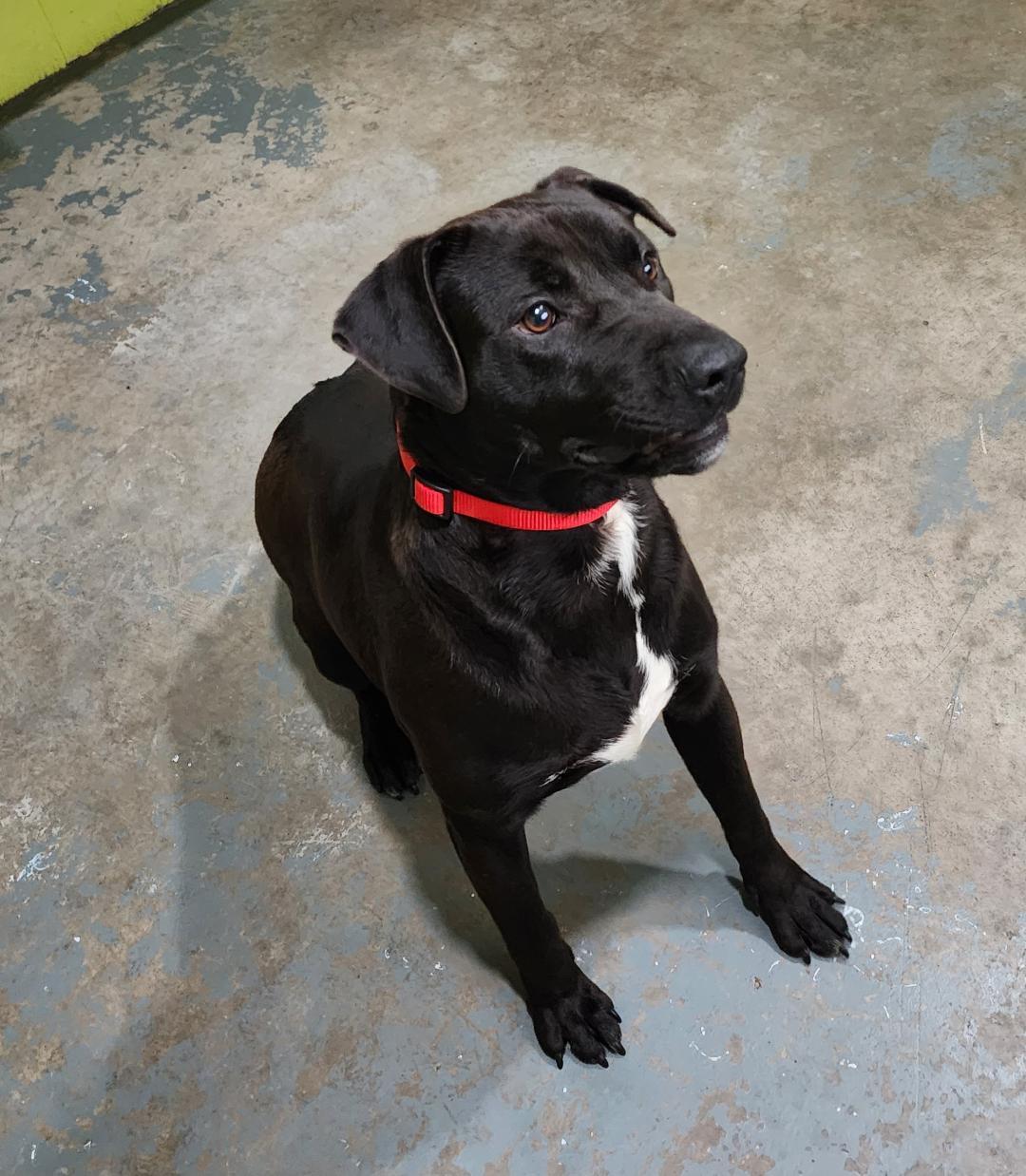 Enlarge Bruno, a ADOPTABLE mixed breed in Point Pleasant, WV image 3/3