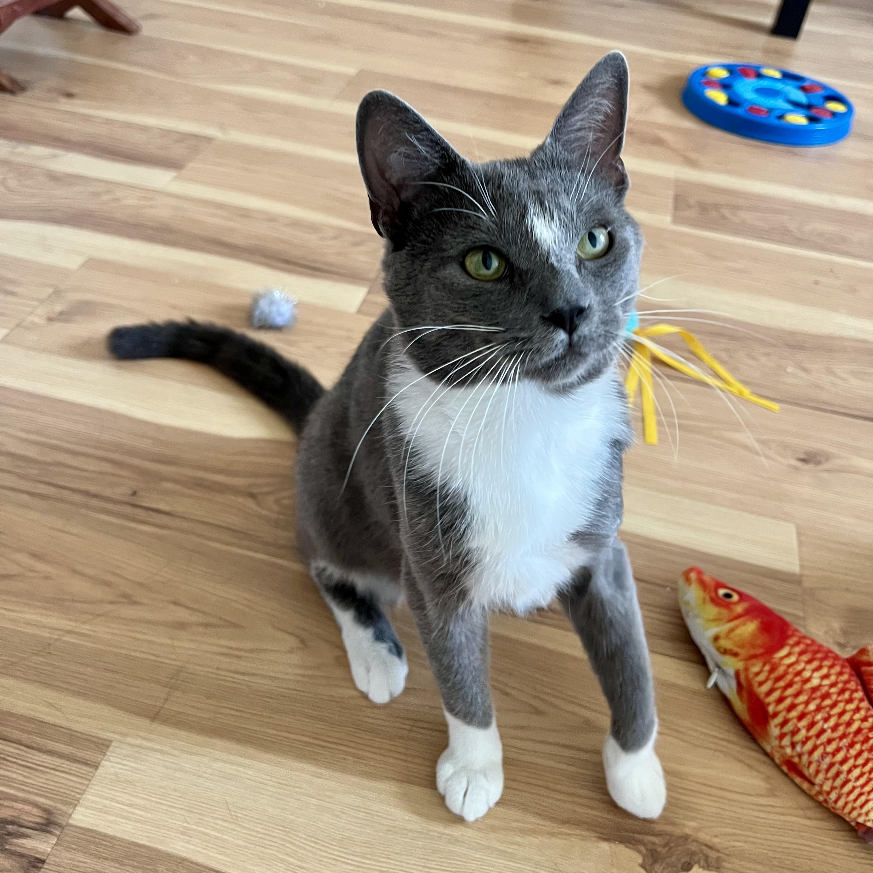 Gary, Young Male Domestic Short Hair