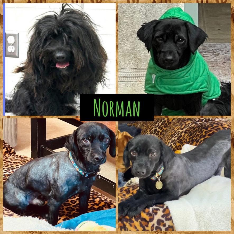NORMAN, a ADOPTABLE mixed breed in Arroyo Grande, CA image 3/6