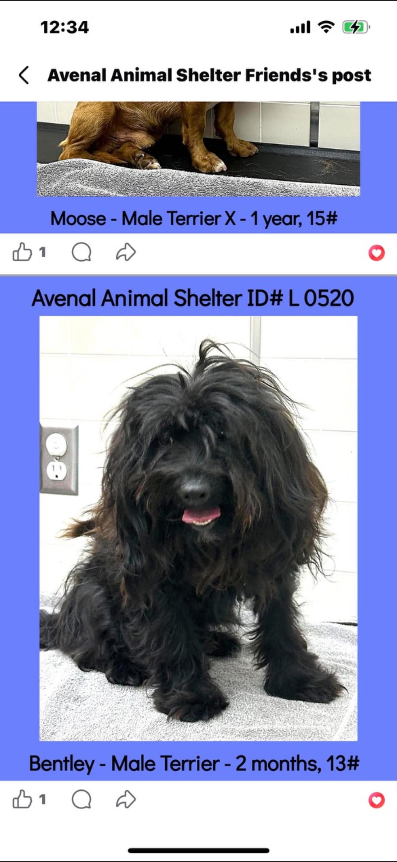 NORMAN, a ADOPTABLE mixed breed in Arroyo Grande, CA image 2/6