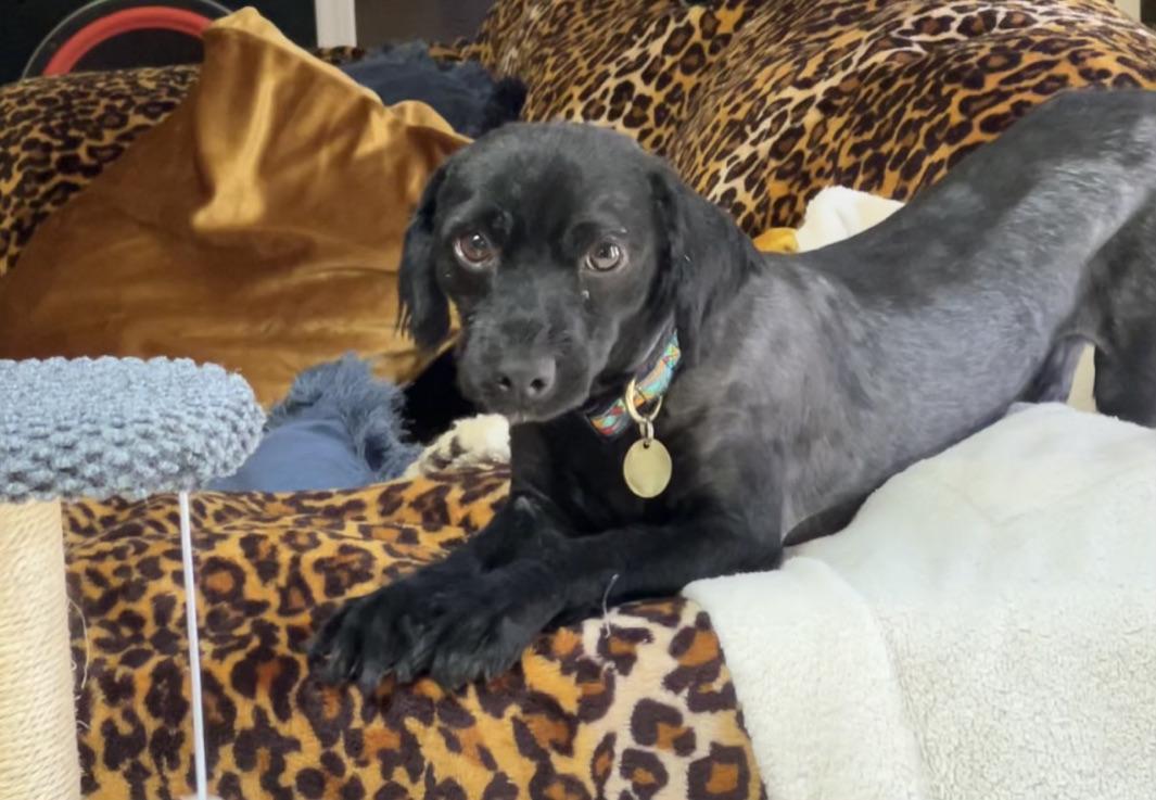 NORMAN, a ADOPTABLE mixed breed in Arroyo Grande, CA image 6/6