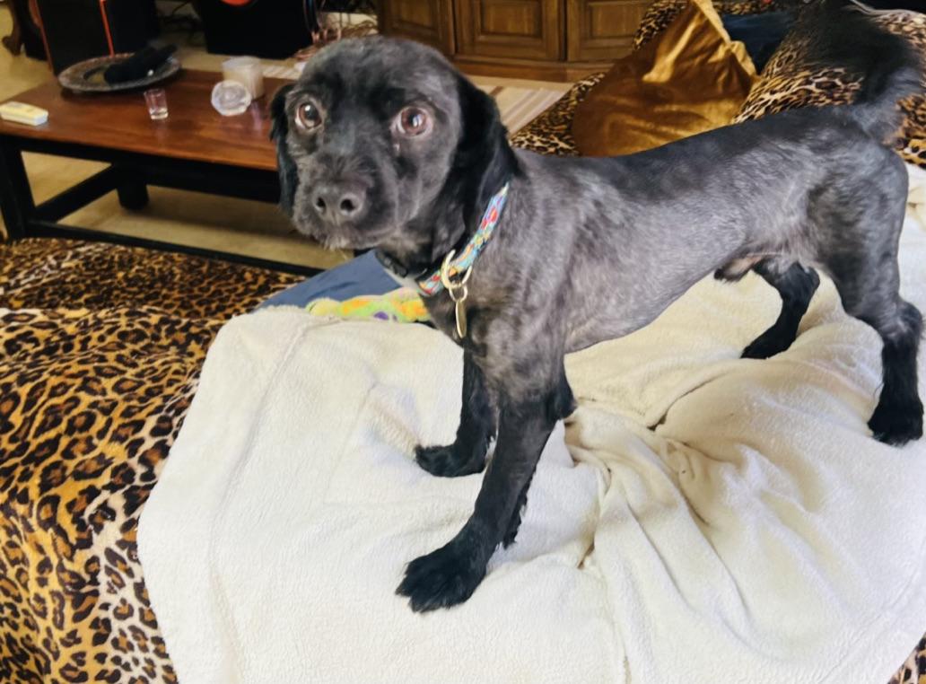 NORMAN, a ADOPTABLE mixed breed in Arroyo Grande, CA image 5/6