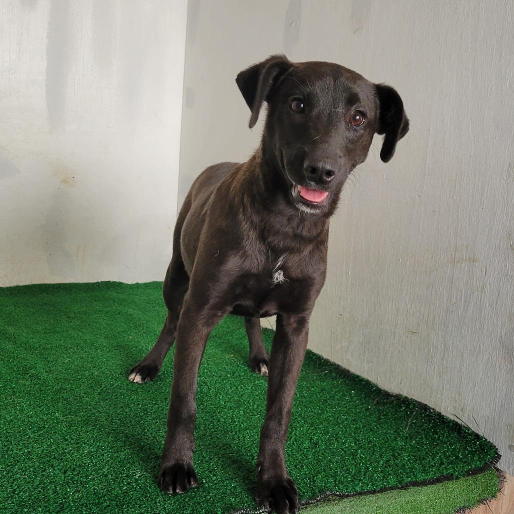 Puddin, a Adoptable Mixed Breed in Boaz, AL image 1/4