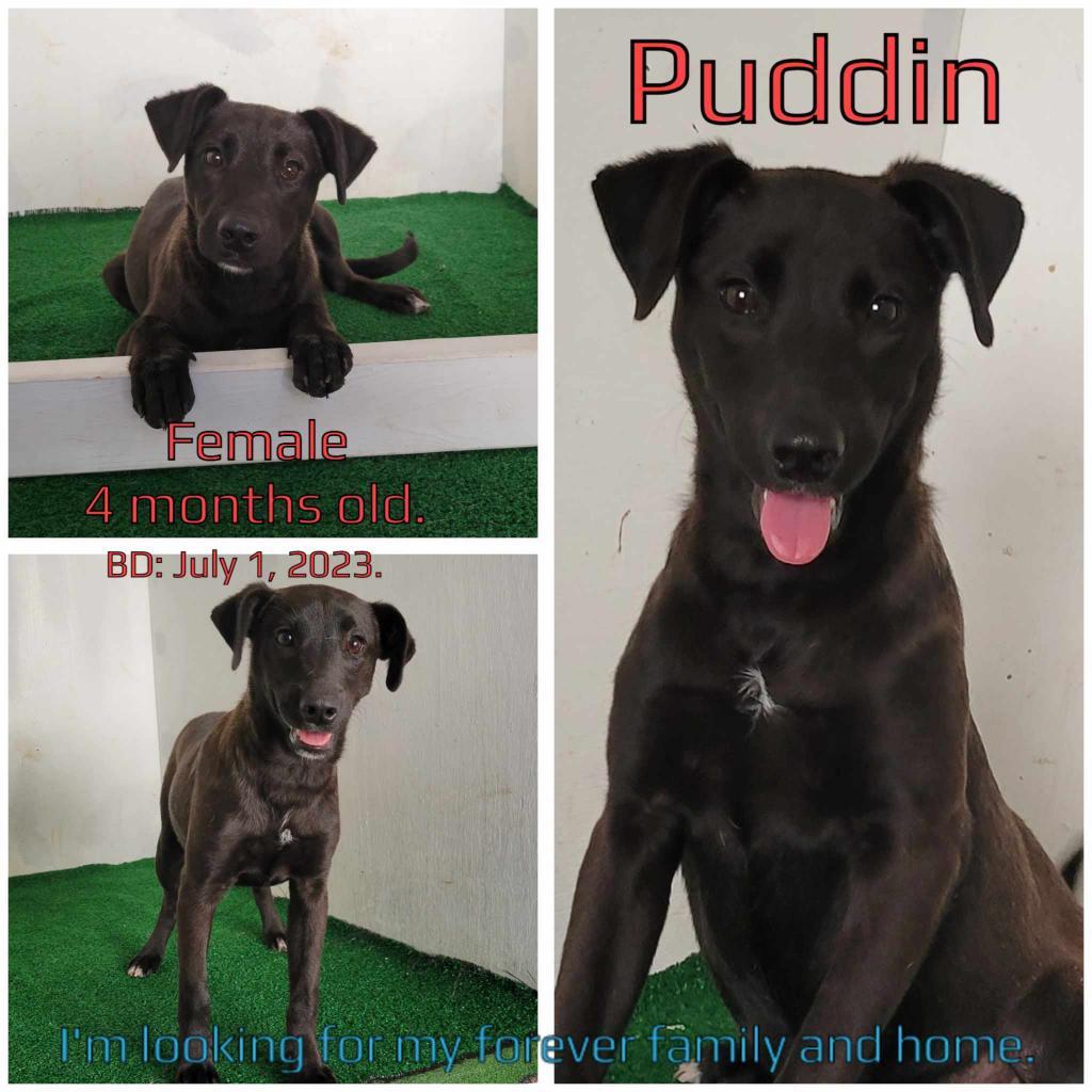 Puddin — thumbnail 2