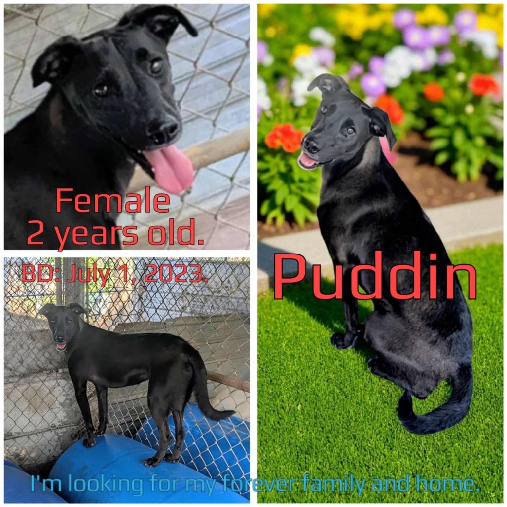 Puddin, a Adoptable Mixed Breed in Boaz, AL image 3/4