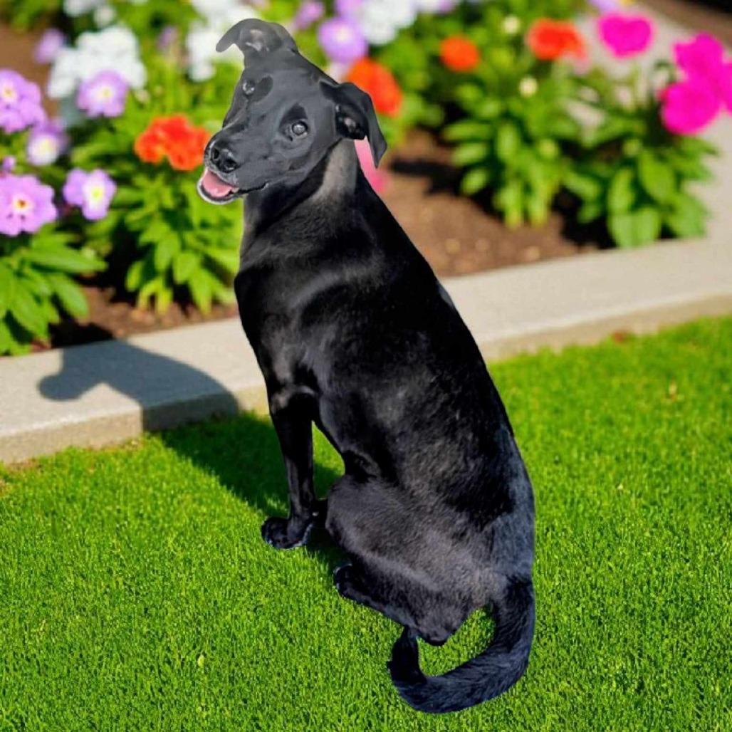 Puddin, a Adoptable Mixed Breed in Boaz, AL image 4/4