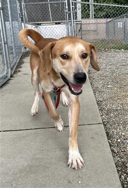 OZZIE, Adoptable, Adult Male Golden Retriever & Australian Shepherd.