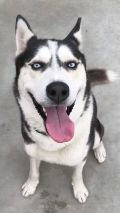 Blu, Adult Male Siberian Husky