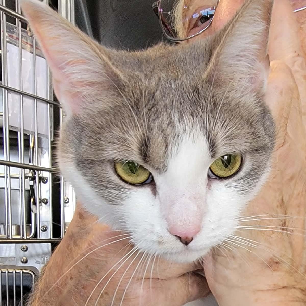 Enlarge Ava, an adopted Domestic Short Hair in Myrtle Beach, SC image 2/3