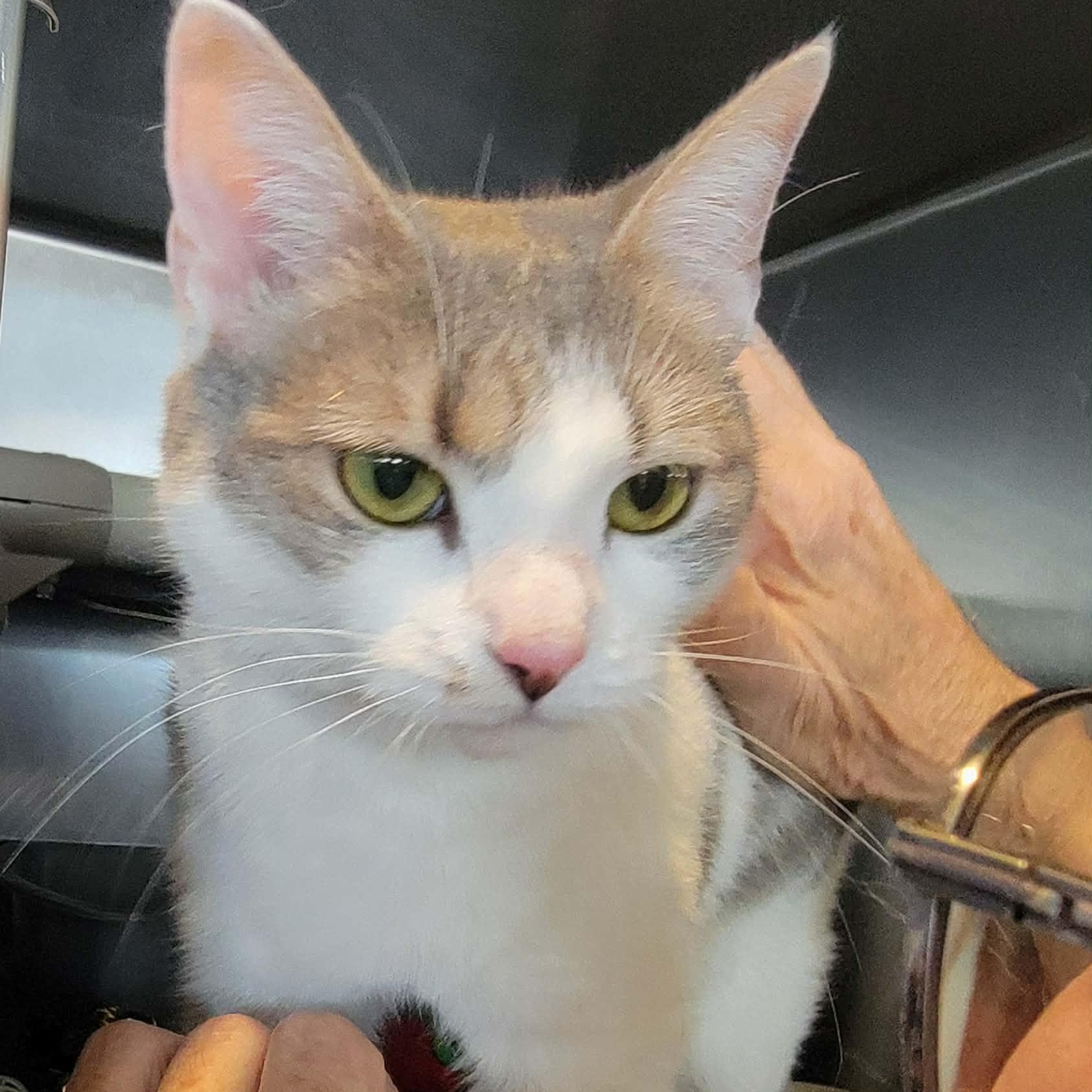 Enlarge Ava, an adopted Domestic Short Hair in Myrtle Beach, SC image 1/3