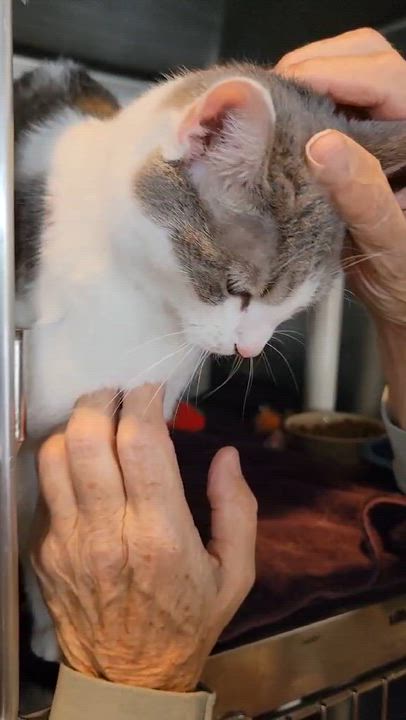 Enlarge Ava, an adopted Domestic Short Hair in Myrtle Beach, SC video 3/3