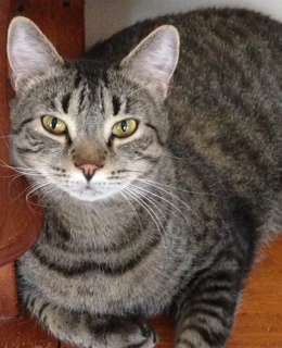 Phillippe, a Adopted mixed breed in Honeoye, NY image 1/2