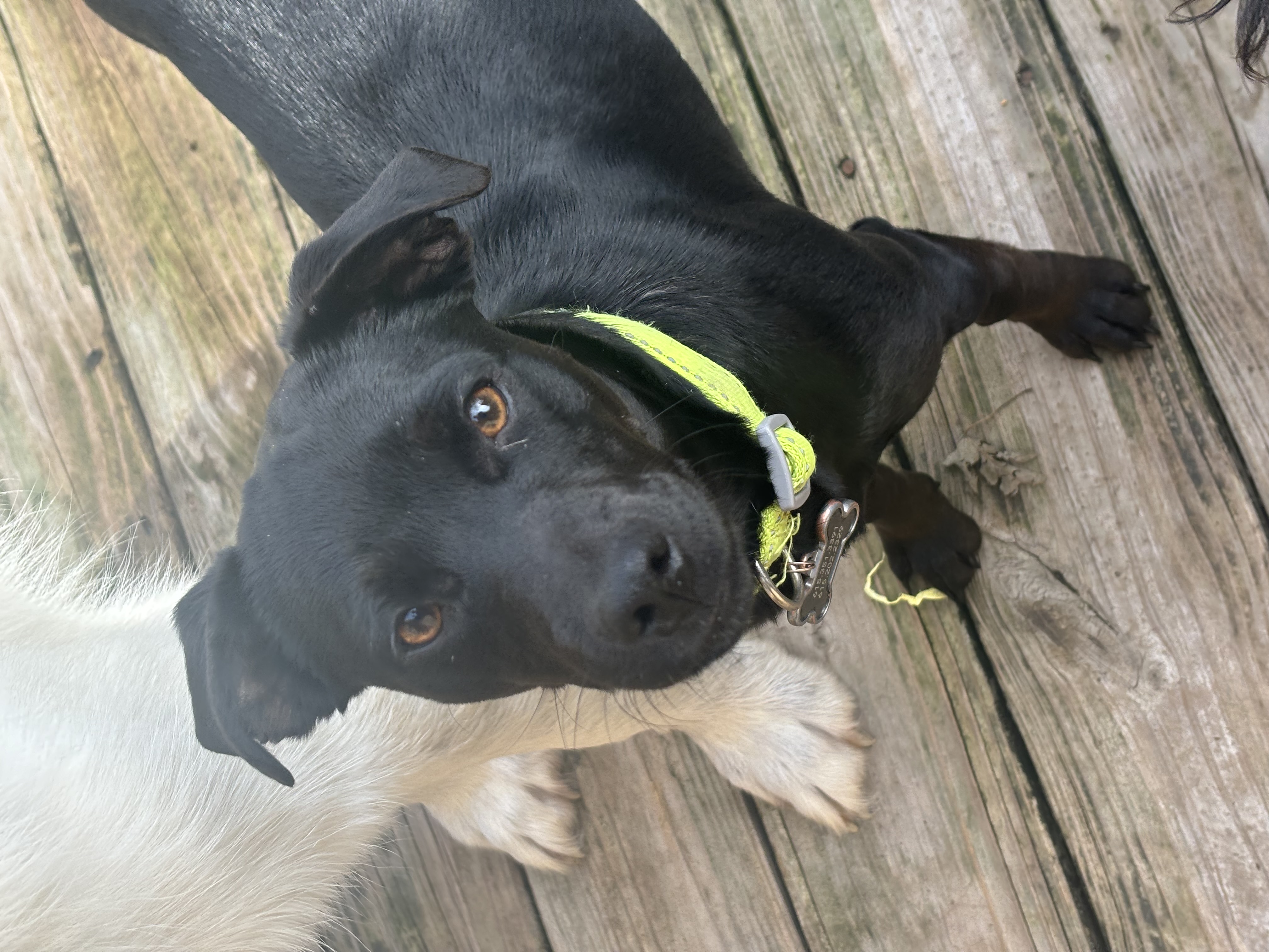 Poppy, Adopted, Young Female Dachshund.