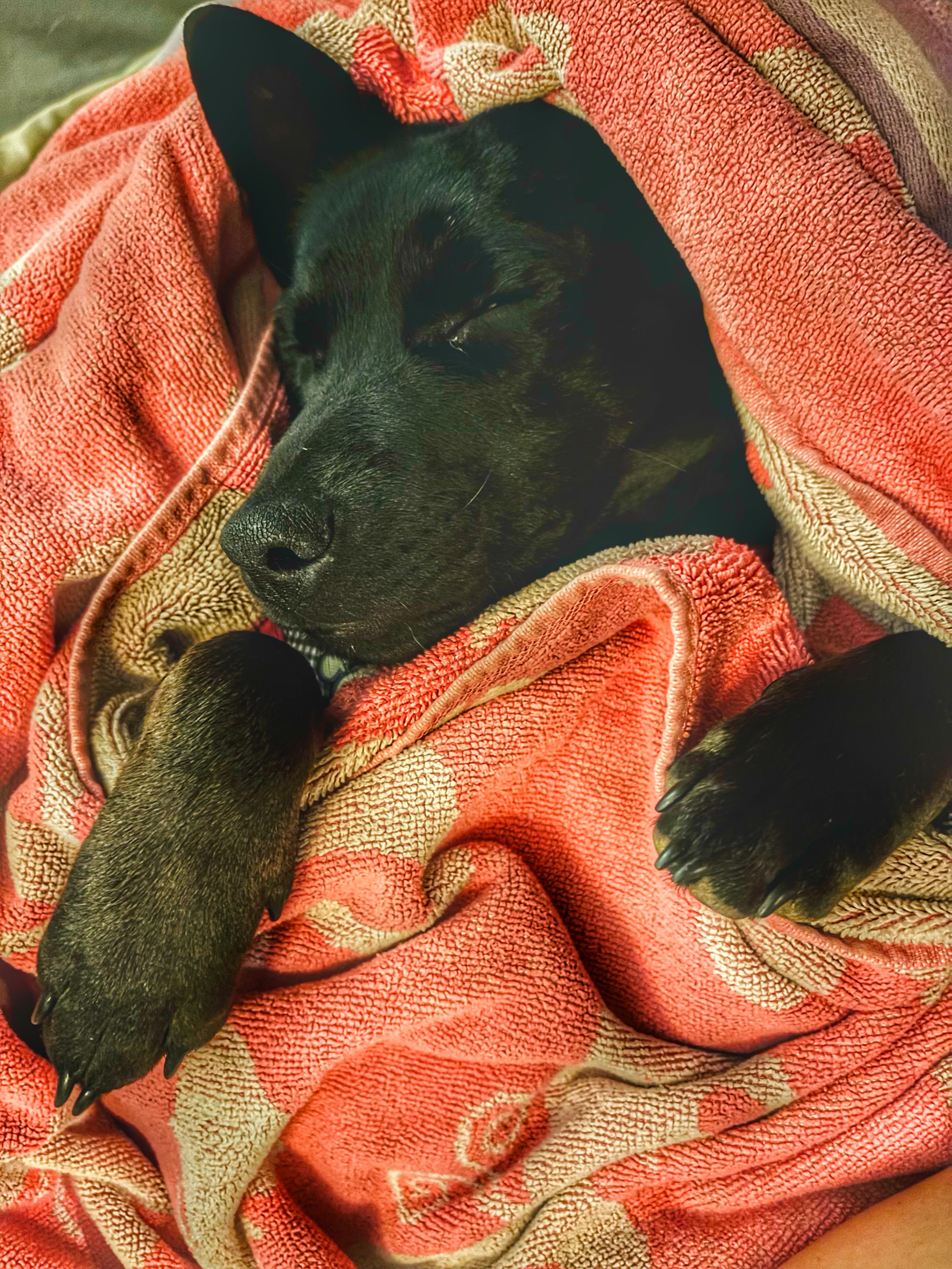 Poppy, a Adopted Dachshund in Nashville, TN image 2/6