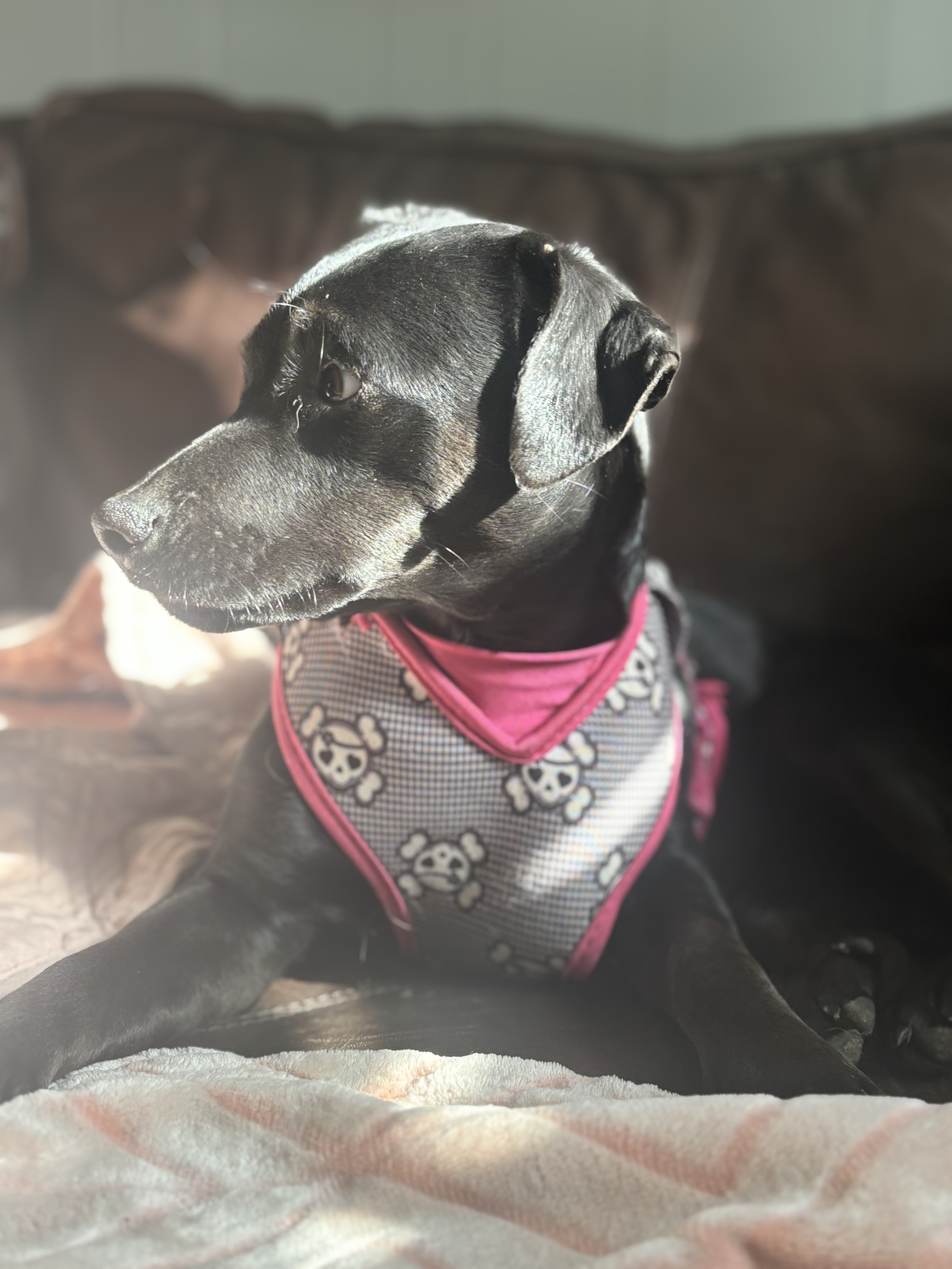 Poppy, a Adopted Dachshund in Nashville, TN image 3/6