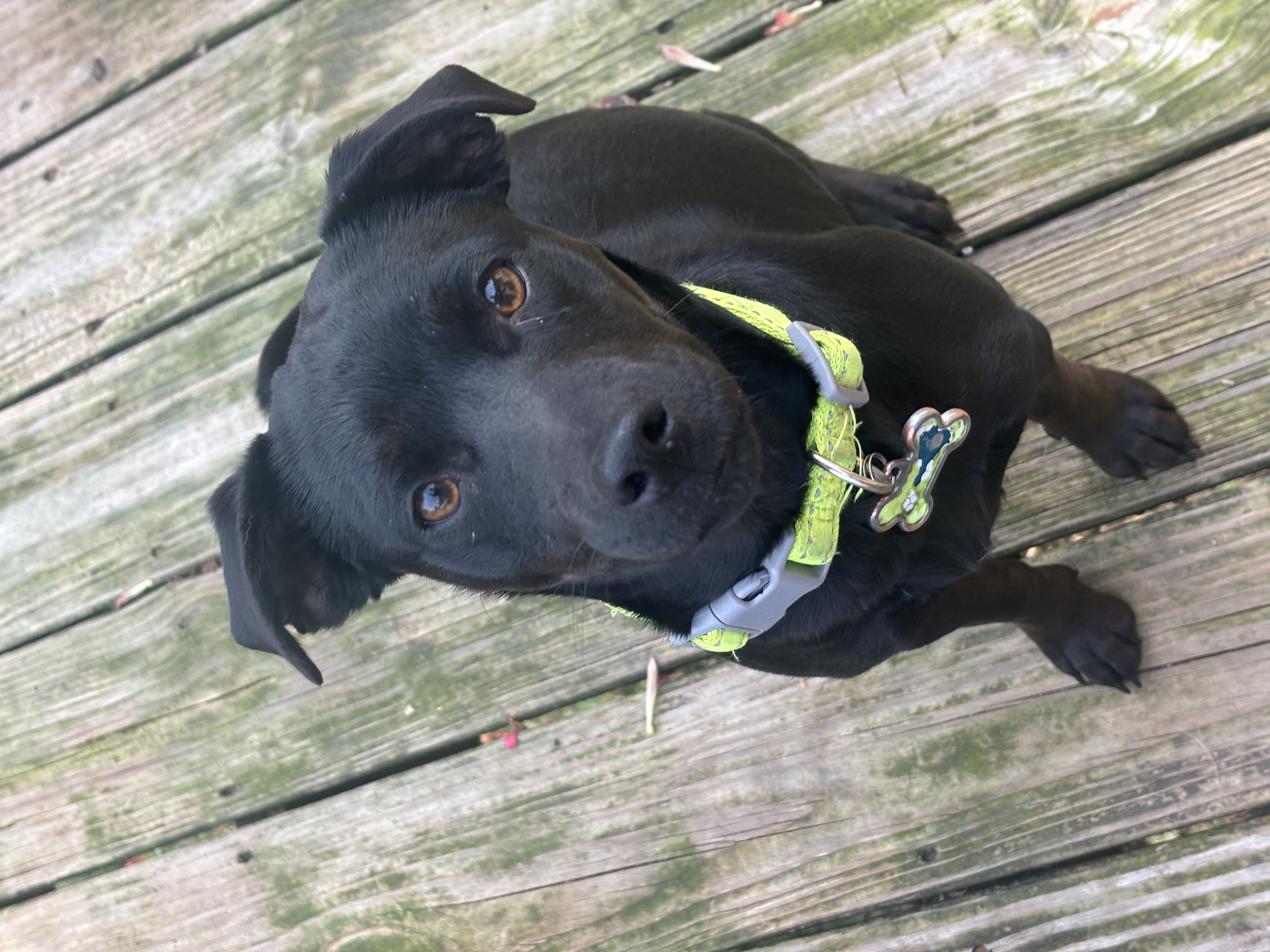 Poppy, a Adopted Dachshund in Nashville, TN image 4/6