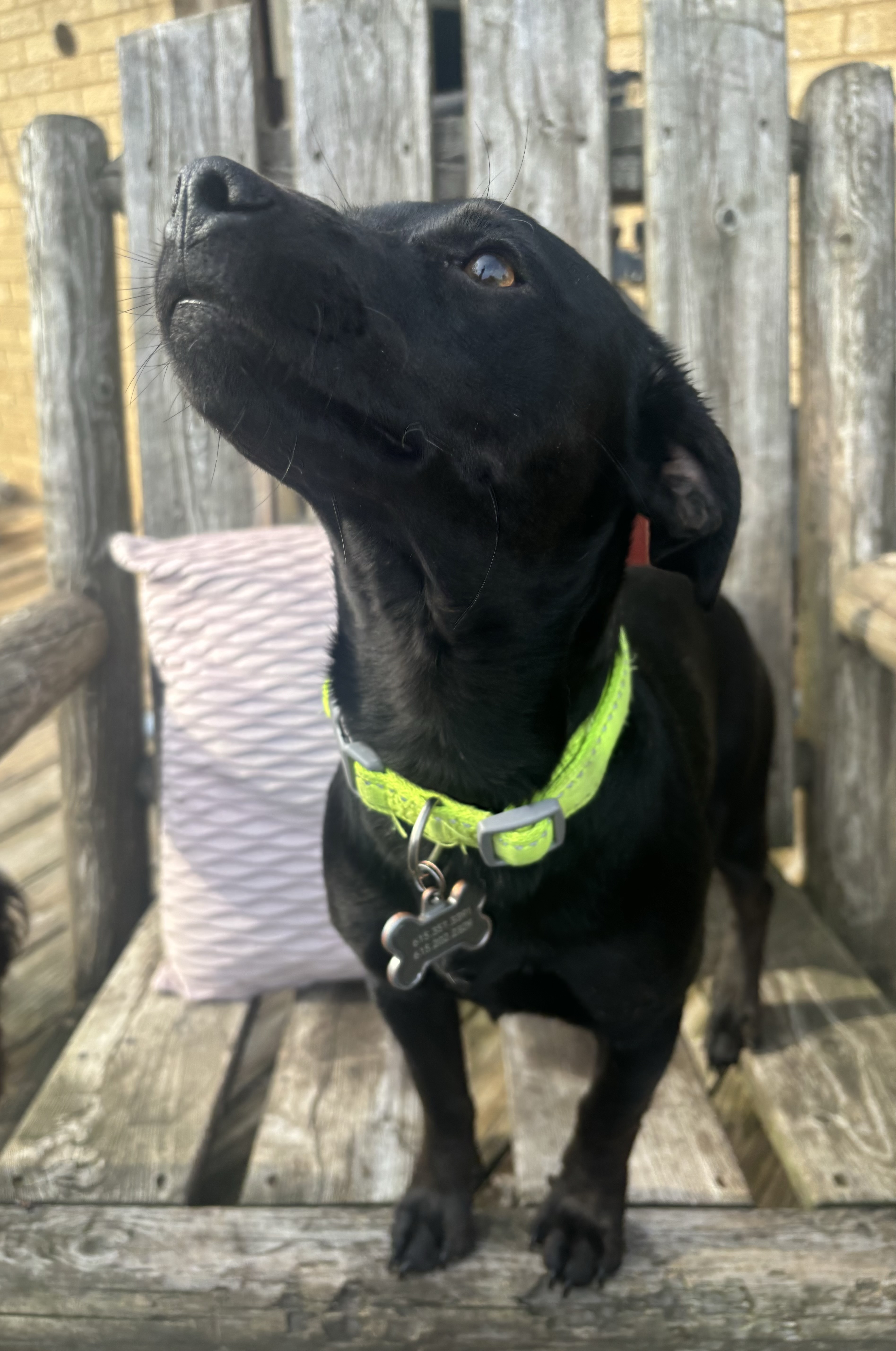 Poppy, a Adopted Dachshund in Nashville, TN image 5/6