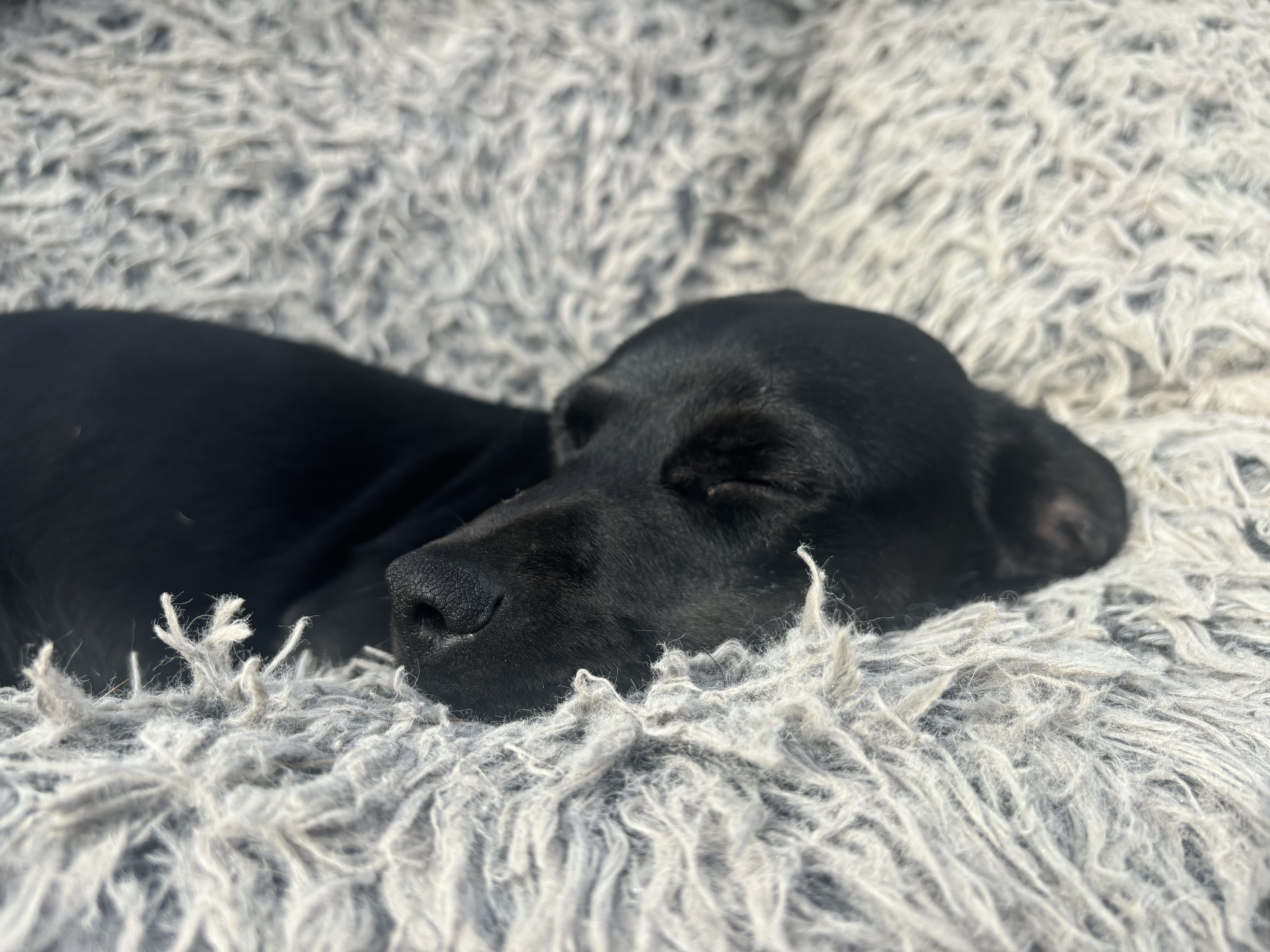 Poppy, a Adopted Dachshund in Nashville, TN image 6/6