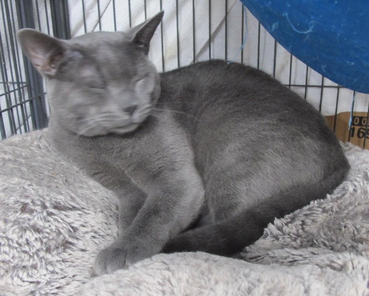 Enlarge Sammie, a Adopted Domestic Short Hair in Mechanicsville , VA image 2/2