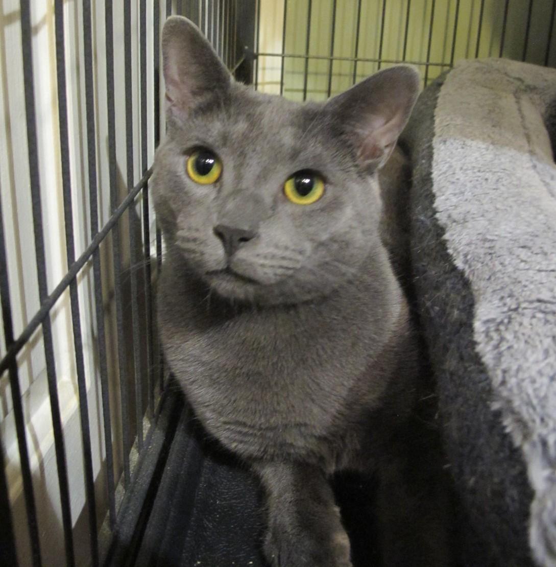Sammie, Adopted, Adult Male Domestic Short Hair.