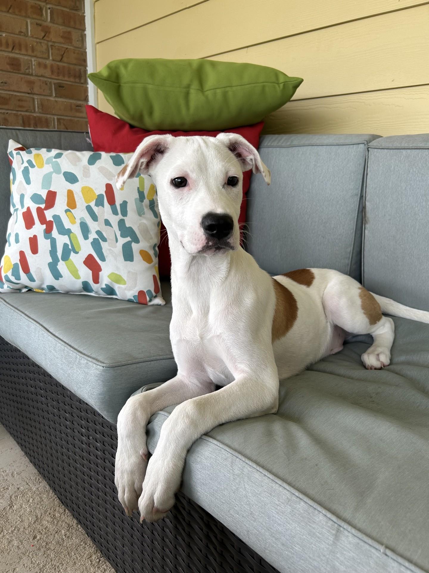 Pickles is the Perfect Boy, a Adoptable mixed breed in Frederick, MD image 4/6