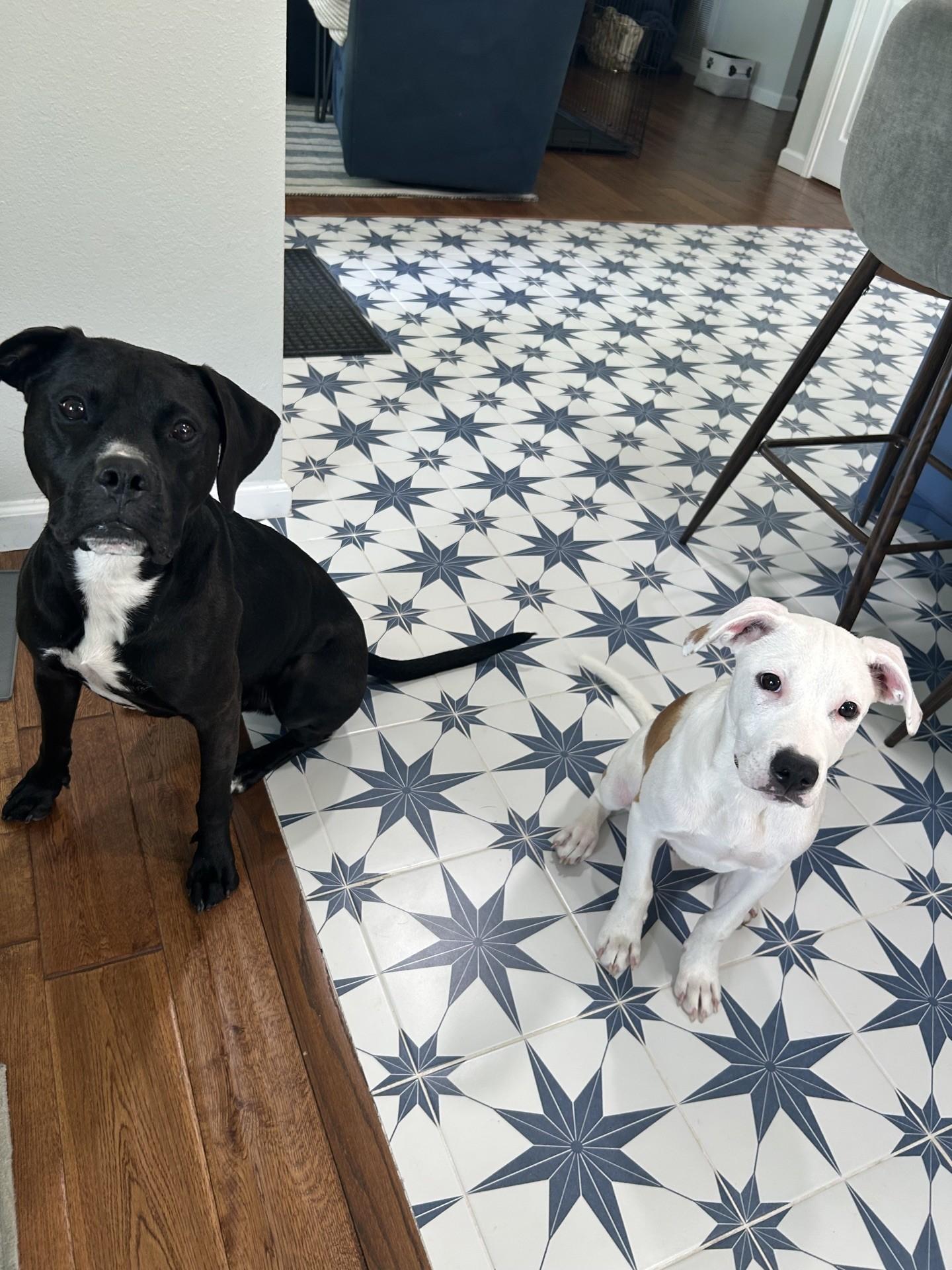 Pickles is the Perfect Boy, a Adoptable mixed breed in Frederick, MD image 5/6