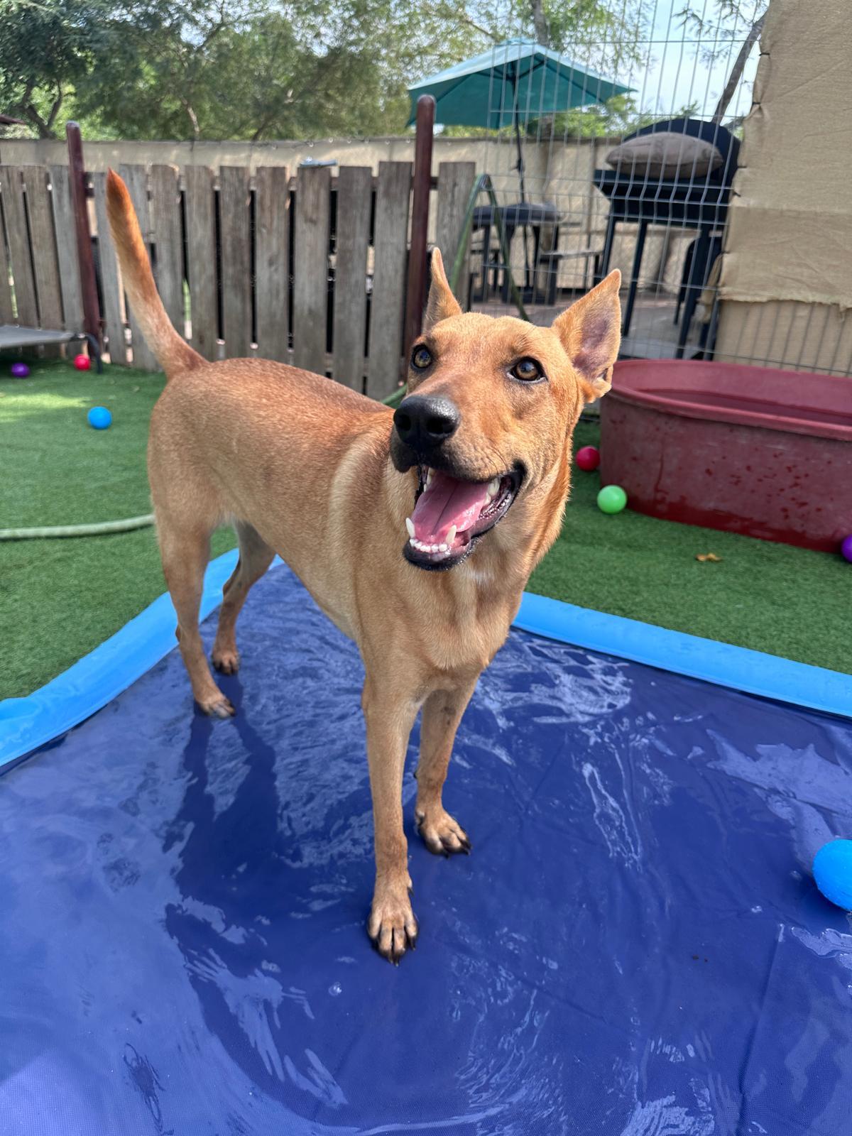 Aries, a Adoptable mixed breed in Comox, BC image 5/6