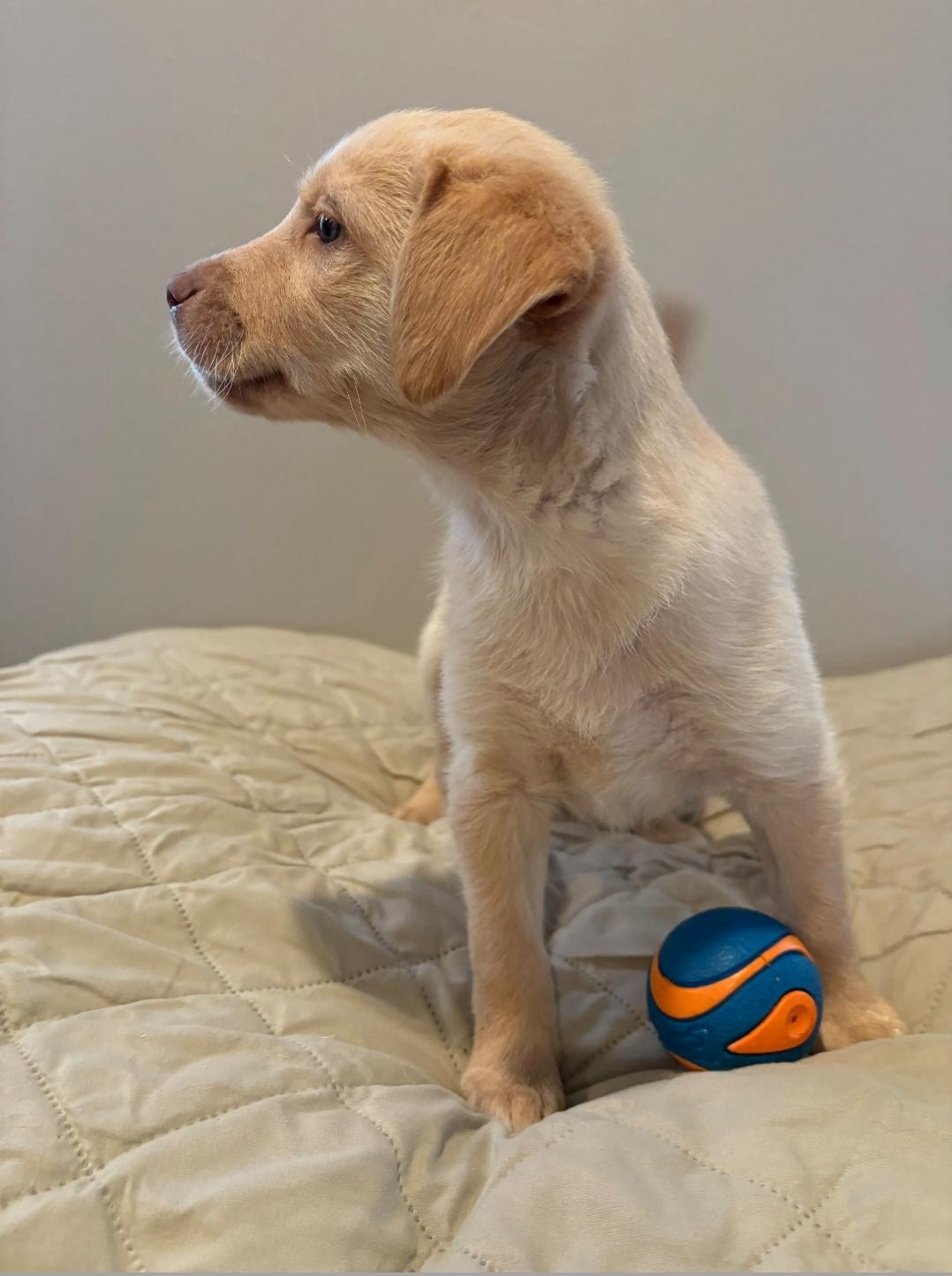 Enlarge Clover, a ADOPTABLE mixed breed in Sawyer, ND image 3/5