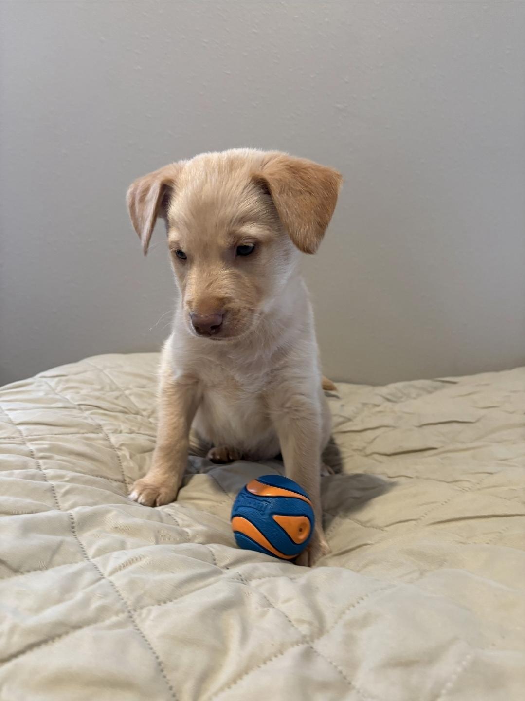 Enlarge Clover, a ADOPTABLE mixed breed in Sawyer, ND image 4/5