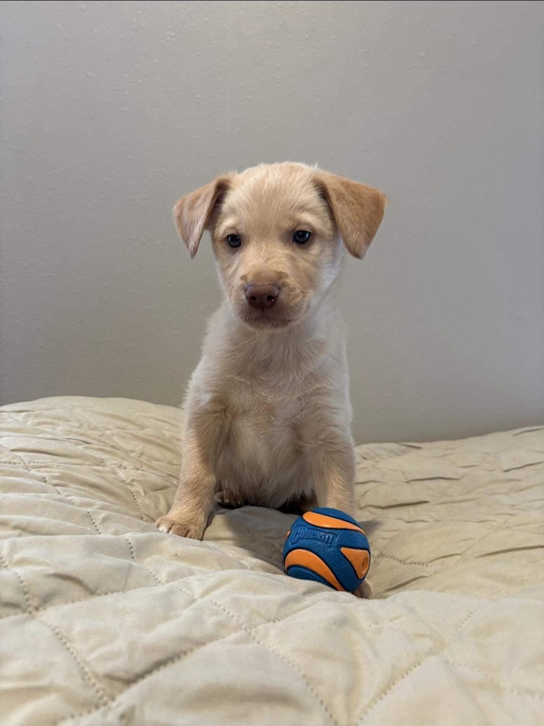 Enlarge Clover, a ADOPTABLE mixed breed in Sawyer, ND image 5/5