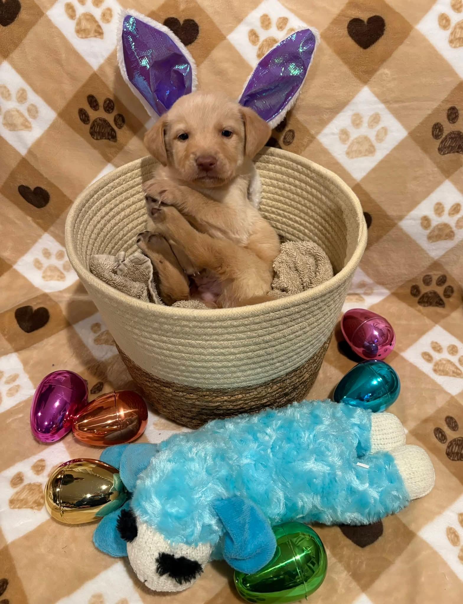 Enlarge Clover, a ADOPTABLE mixed breed in Sawyer, ND image 2/5