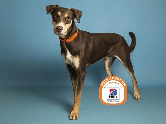 ACE, Adoptable, Adult Male Doberman Pinscher.